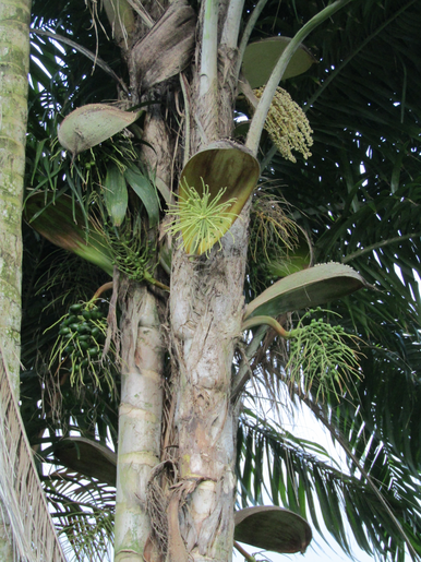 Flowering.Peach.Palm | Casa Mascia Apothecary